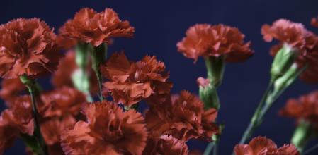 color photograph of red carnations on blue background with plenty of copy space