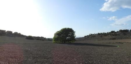 Reto visual: ¿Dónde está el conejo?