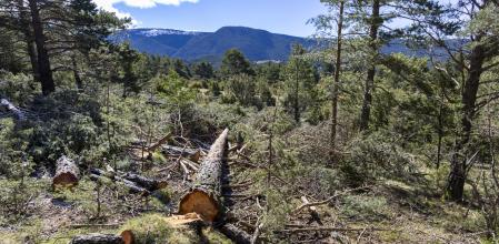 GESTIÓ FORESTAL A LA MUNTANYA D'ALINYÀ