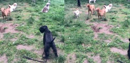 schnauzer introvertido