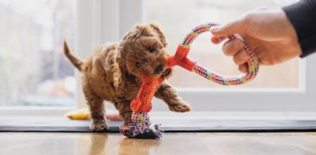 Un cachorro de caniche jugando con su dueño