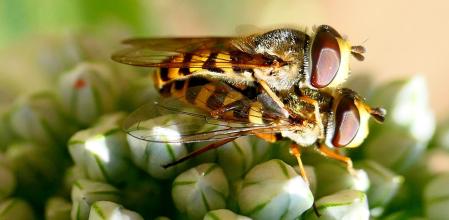 Sírfidos en la flores de la cebolla.
