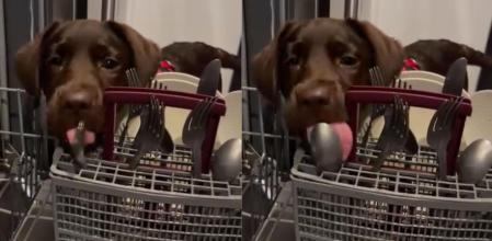 labrador lavavajillas