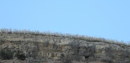 Reto visual: ¿Eres capaz de encontrar al milano negro?