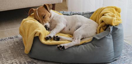 Un perro durmiendo cómodamente en su cama.