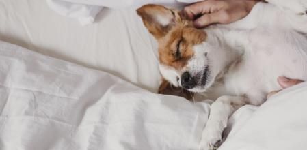 Un perro en la cama de su dueño.