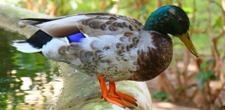 Otto, el nuevo compañero de Cuaca.