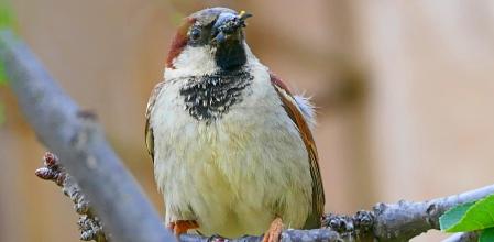 Gorrión en el monasterio de Pedralbes.