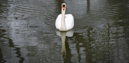 El elegante cisne blanco.