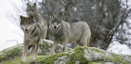 Lobos