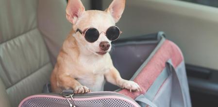 Un chihuahua dentro de un transportín listo para coger la carretera.