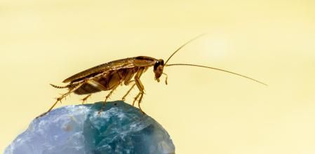 Remedio casero para acabar con las cucarachas.