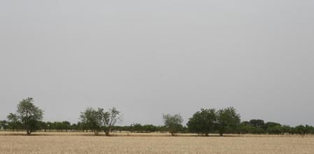 Reto visual: ¿Dónde está el milano negro?