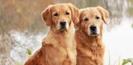 La clonación de animales de compañía ya es posible en el estado español