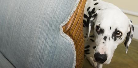 Cómo ayudar a perros y gatos a sobrellevar el miedo a los petardos con una dieta adecuada