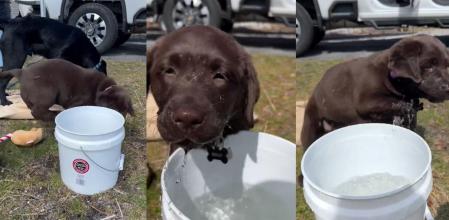 labrador bebe agua