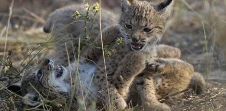 Cachorros de lince nacidos en Andalucía