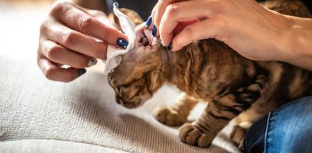 Una mujer limpia la oreja de su gato con una toallita