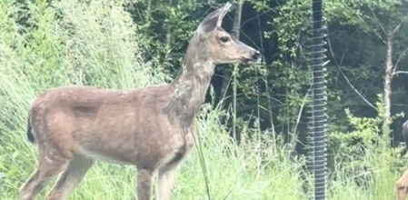 Momento en el que el ciervo se percata de la presencia del oso