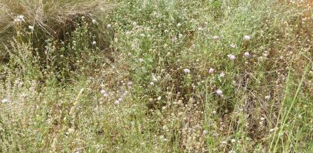 Reto visual: ¿Dónde está la mariposa?