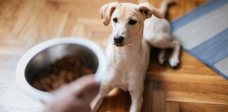 Un perro esperando a que su dueño le ponga le plato de comida.