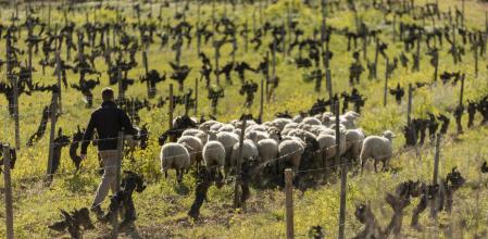 viticultura regenerativa