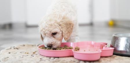 Un cachorro comiendo pienso en su plato.