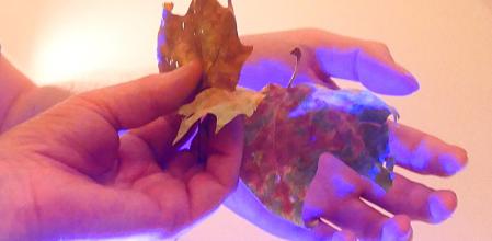 Hojas secas, símbolo de cambio.