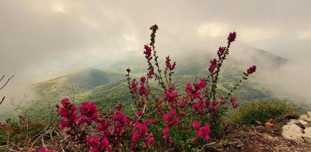 Paisaje de nieblas en el Far.