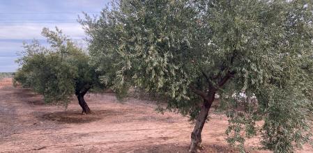 Olivos en Espejo (Córdoba), al inicio de la campaña 2023-2024. Autor: Maite Gutiérrez.