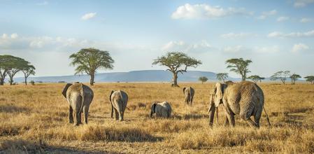 Elefantes africanos en las llanuras de Serengeti, Tanzania