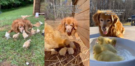 golden pollitos hermanos