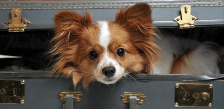 “Soy veterinaria y esta es la alimentación que debes darle a tu perro o gato si viajas este verano”