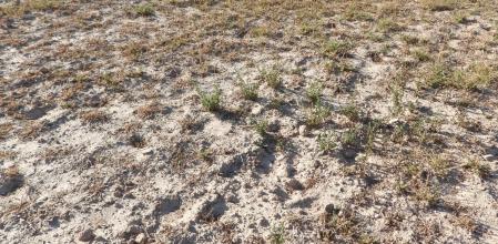 Reto visual: ¿Dónde está la hormiga león?