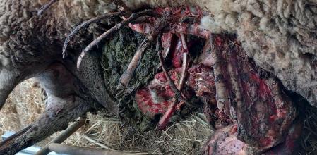 OVEJAS MUERTAS MUERTAS ATACADAS POR LOBOS EN RUPIT