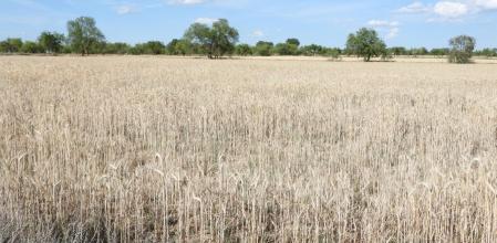 Reto visual: ¿Dónde está la libélula roja?