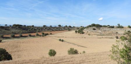 Reto visual: ¿Eres capaz de ver a las dos águilas y el camino trazado por los conejos?