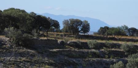 Reto visual: ¿Eres capaz de ver al milano real?