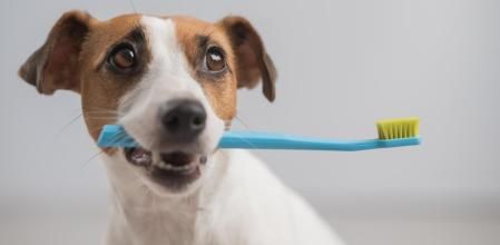 Un perro sujeta un cepillo de dientes con la boca