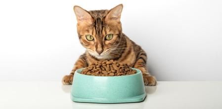 Un gato a punto de comer pienso