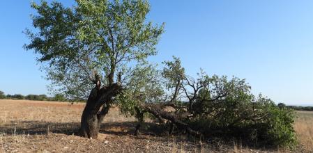 Almendro partido y tumbado por el viento.