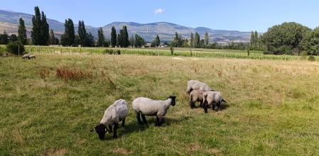Ovejas pastando en el campo.