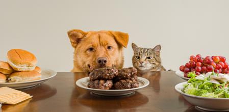 Ni la comida casera es siempre mejor para los perros ni los gatos deben comer dietas veganas: desmontando mitos sobre alimentación animal
