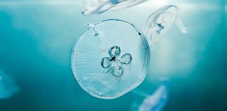 Las picaduras de medusas deben tratarse con agua salada del mar.