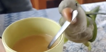 Este lorito se esmera mucho para que el café quede perfecto