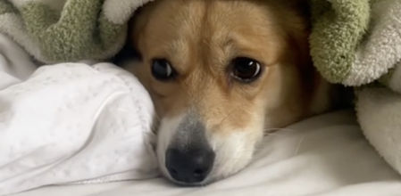 Esta corgi estuvo dos días de parto