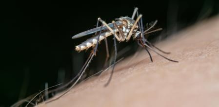 Salud detecta un aumento de mosquitos transmisores de Virus de Nilo Occidental en municipios de Cádiz y Sevilla.