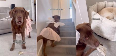 hada ratoncito perez labrador