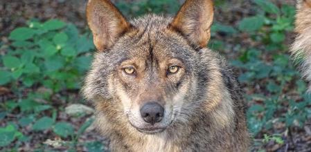 Lobo ibérico.