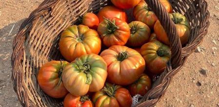 Tomate Mandó de Collserola